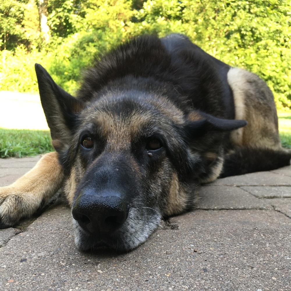 Meet your Posher, Daisy